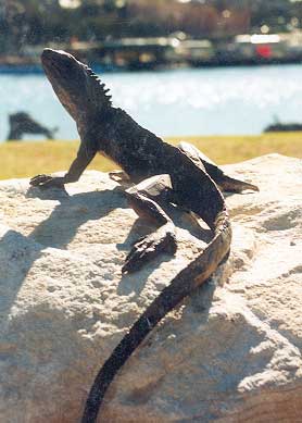 Waterdragon