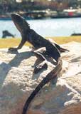 Waterdragons